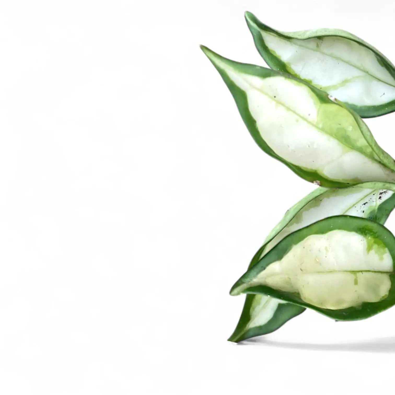 Hoya carnosa ‘Krinkle Tricolor’ – Blattdetail vor weißem Hintergrund..