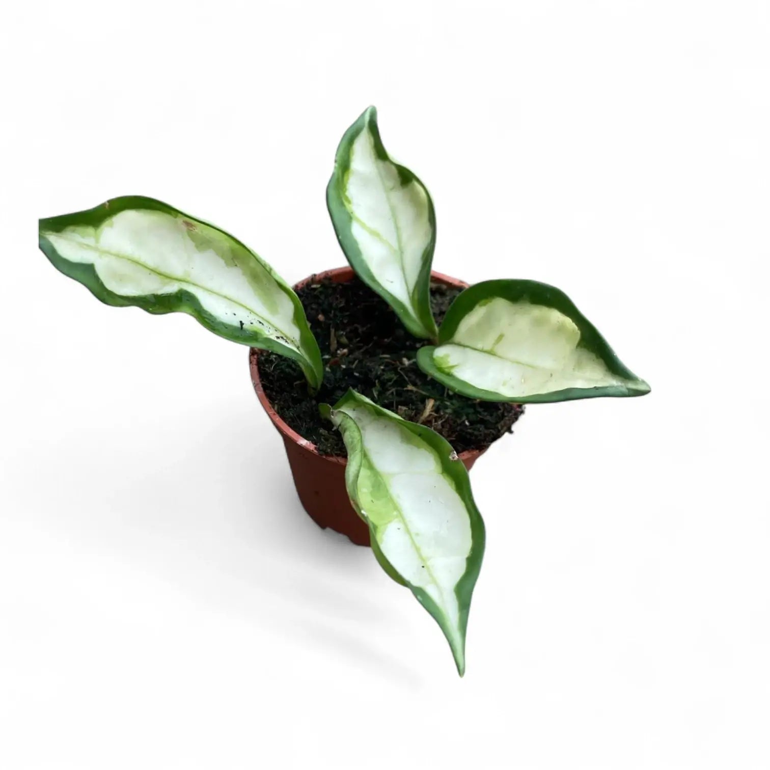 Hoya carnosa ‘Krinkle Tricolor’ Zimmerpflanze im Anzuchttopf vor weißem Hintergrund, Produktfoto 3.