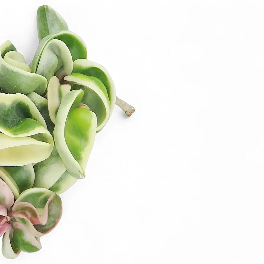 Hoya carnosa 'Regalis' ('Compacta' Variegata) – Blattdetail vor weißem Hintergrund..