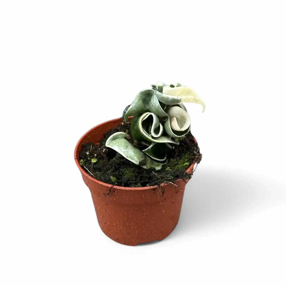 Hoya carnosa 'Regalis' ('Compacta' Variegata) potted houseplant in nursery pot on white background, product photo 4.