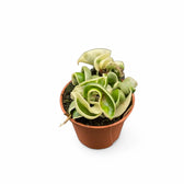 Hoya carnosa 'Regalis' ('Compacta' Variegata) potted houseplant in nursery pot on white background, product photo 6.