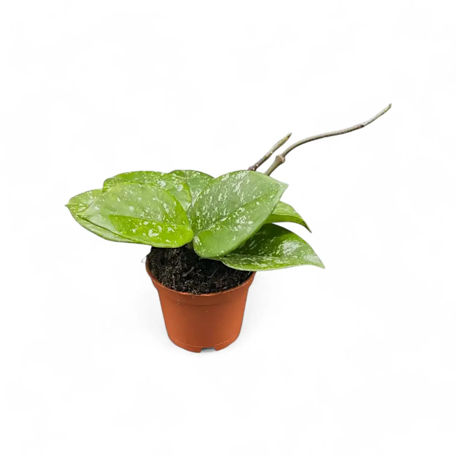 Hoya carnosa 'Speckles' Zimmerpflanze im Anzuchttopf vor weißem Hintergrund, Produktfoto 5.