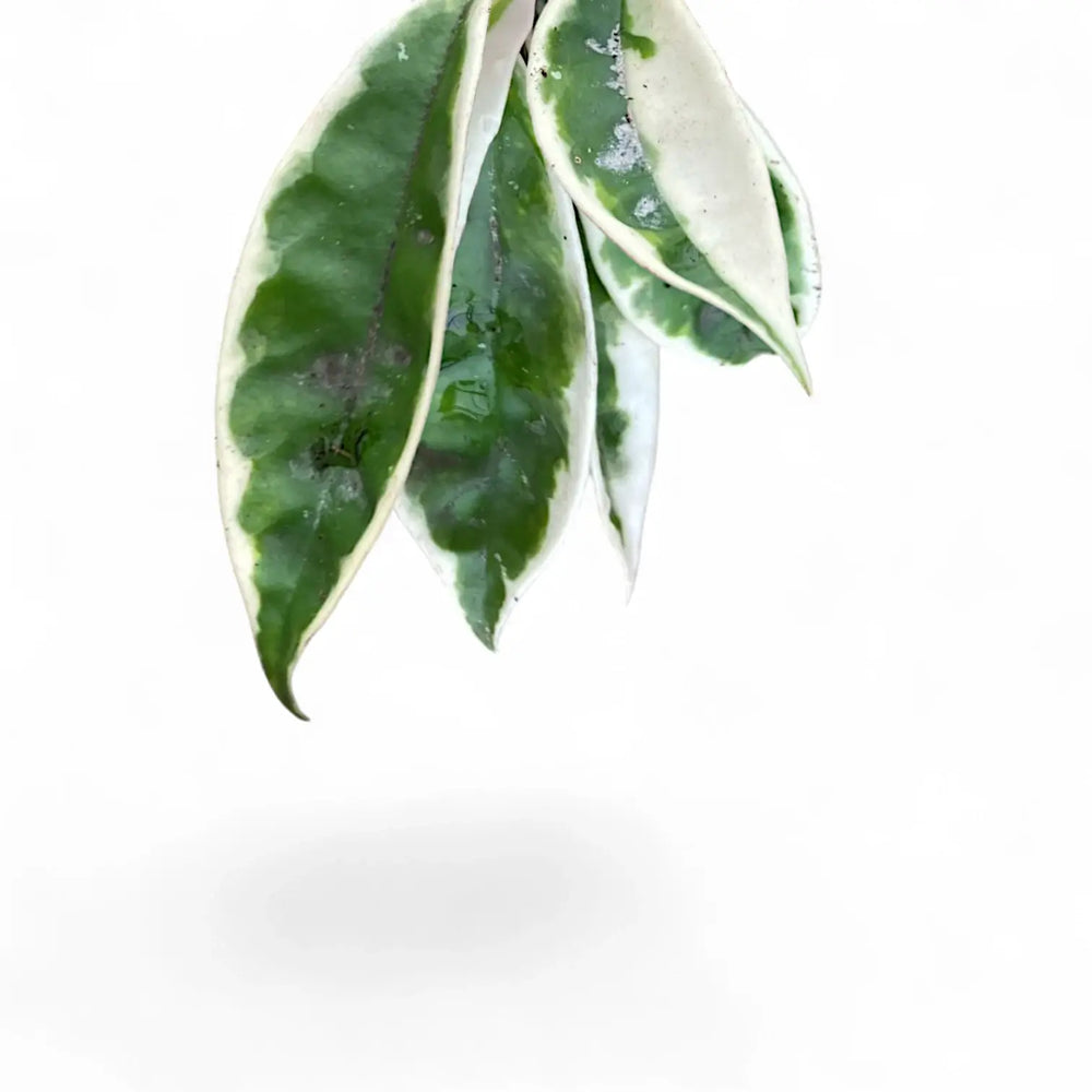 Hoya carnosa ‘Suzie Q’ – Blattdetail vor weißem Hintergrund..