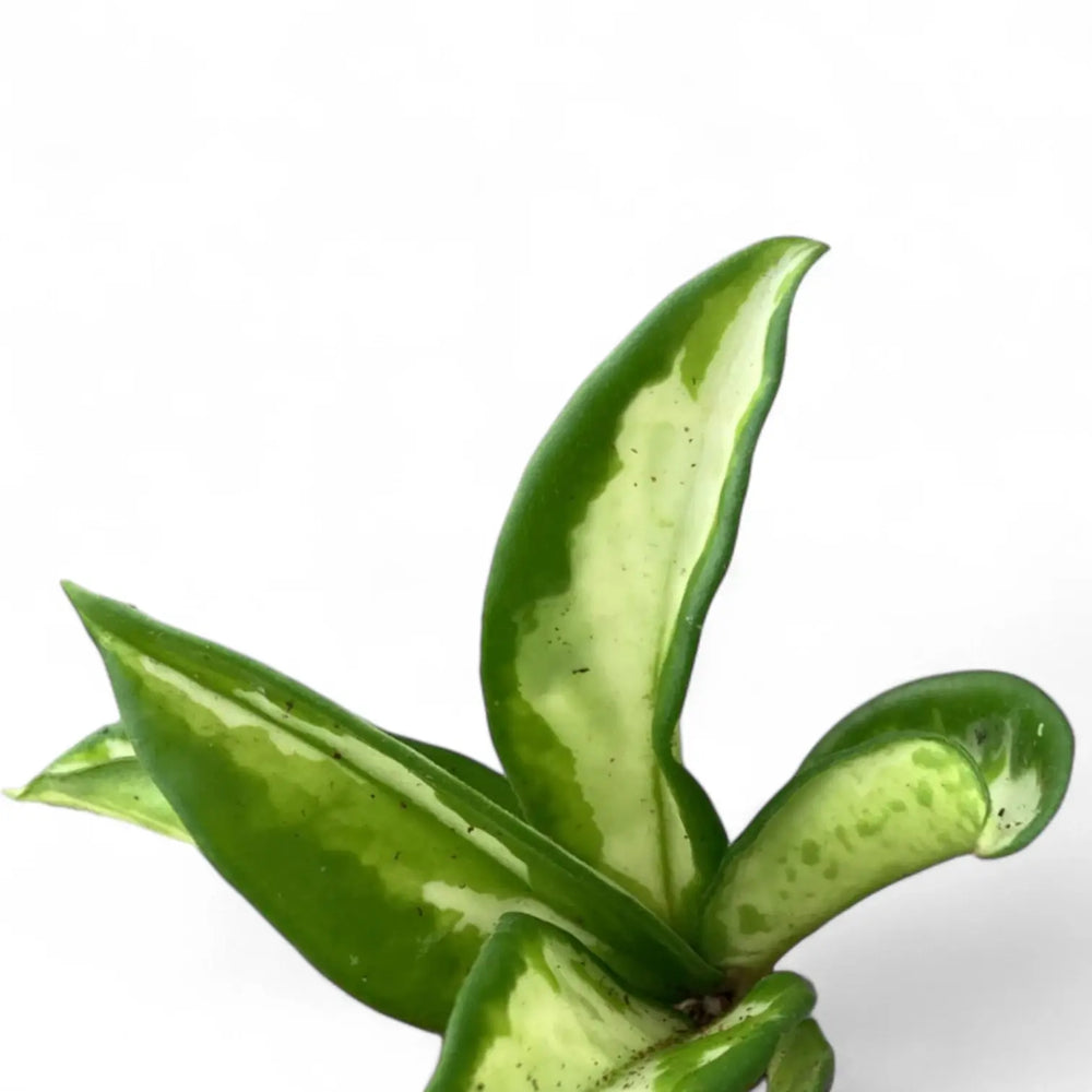 Hoya carnosa 'Tricolor Narrow Leaf' – Blattdetail vor weißem Hintergrund..