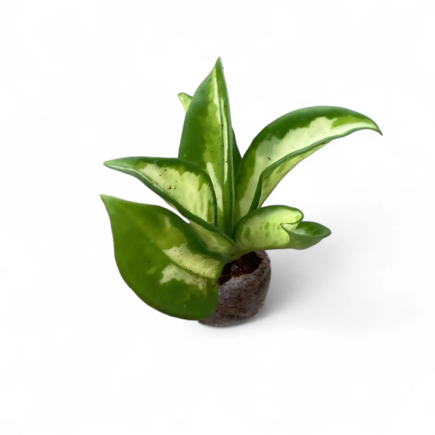 Hoya carnosa 'Tricolor Narrow Leaf' Zimmerpflanze im Anzuchttopf vor weißem Hintergrund, Produktfoto 2.