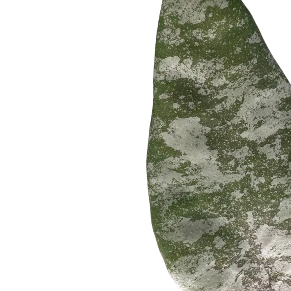 Hoya caudata 'Gold' – Blattdetail vor weißem Hintergrund..