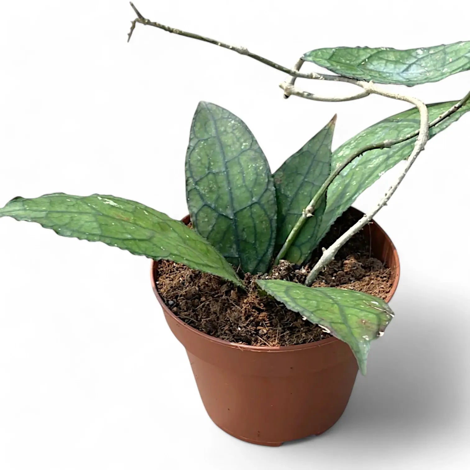 Hoya clemensiorum (Sumatra) Zimmerpflanze im Anzuchttopf vor weißem Hintergrund, Produktfoto 5.