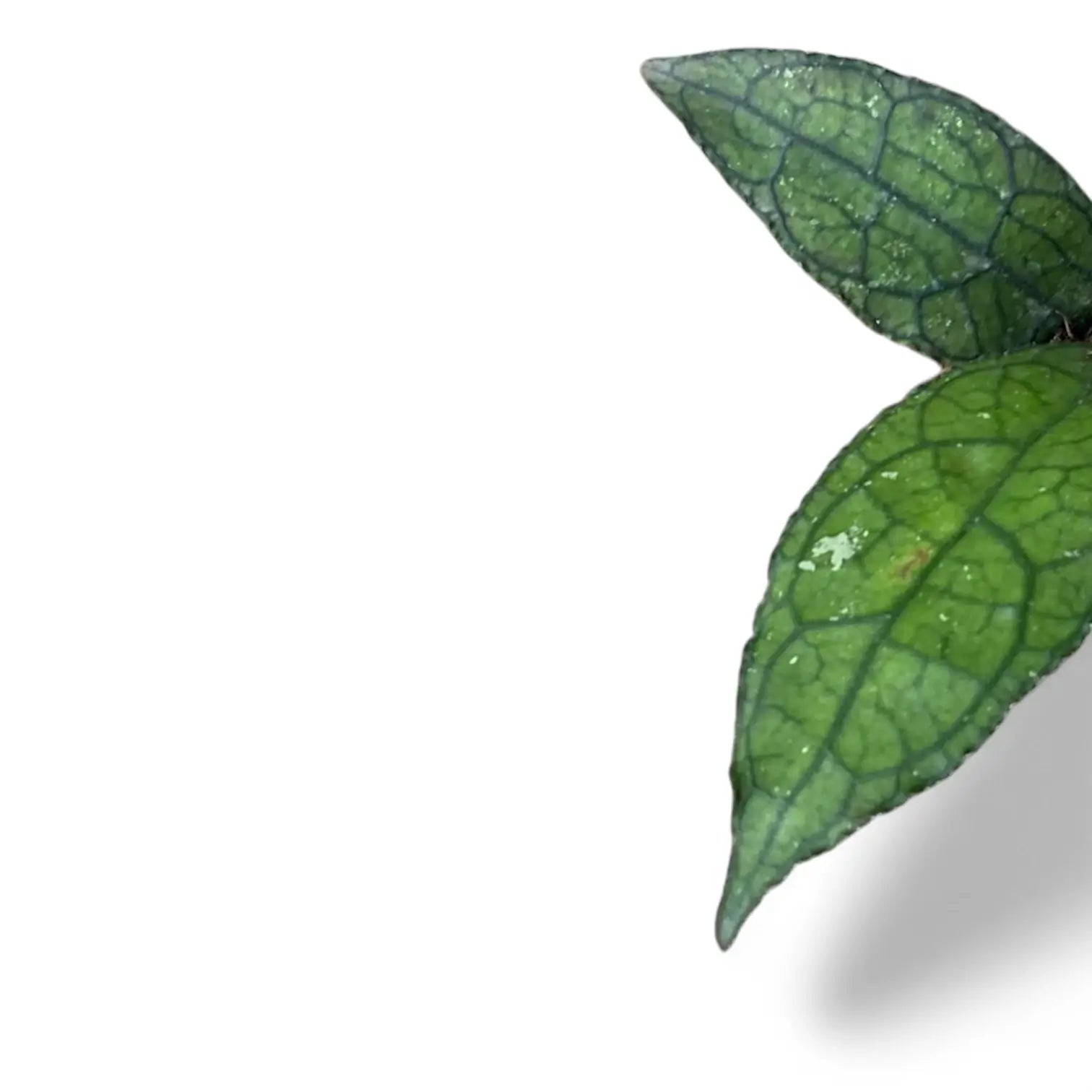 Hoya clemensiorum (Sumatra) Zimmerpflanze im Anzuchttopf vor weißem Hintergrund, Produktfoto 6.