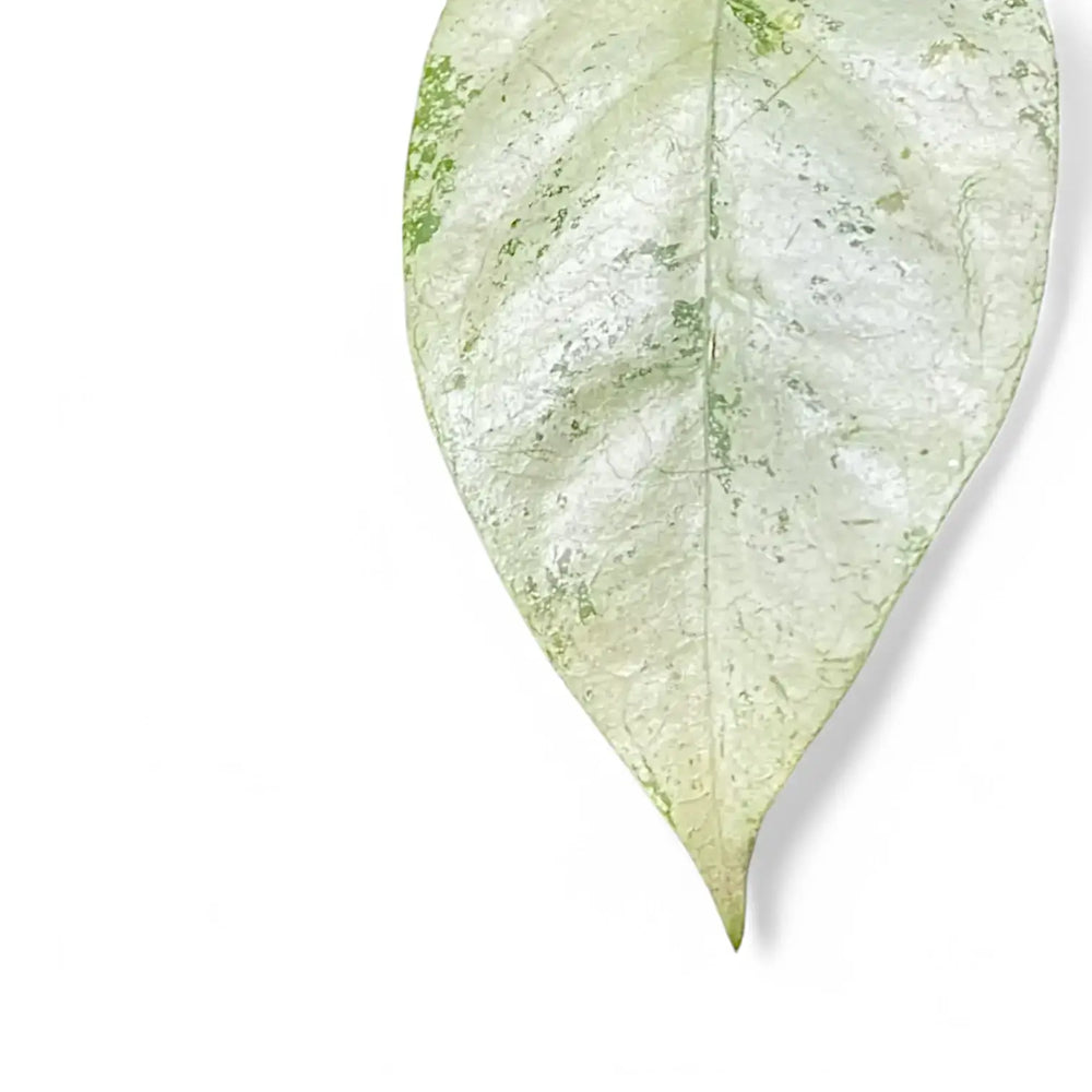 Hoya coriacea 'Silver' leaf close-up on white background.