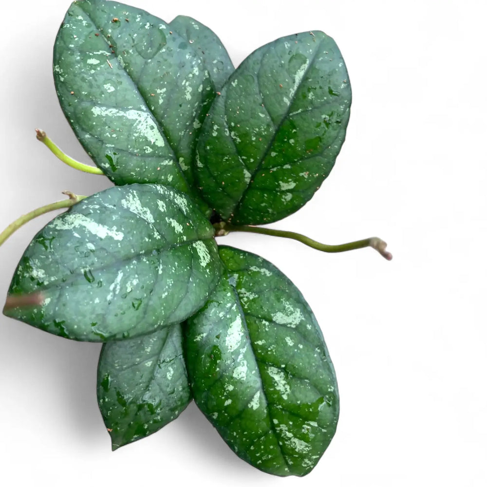 Hoya crassipetiolata 'Splash Round Leaf' – Blattdetail vor weißem Hintergrund..