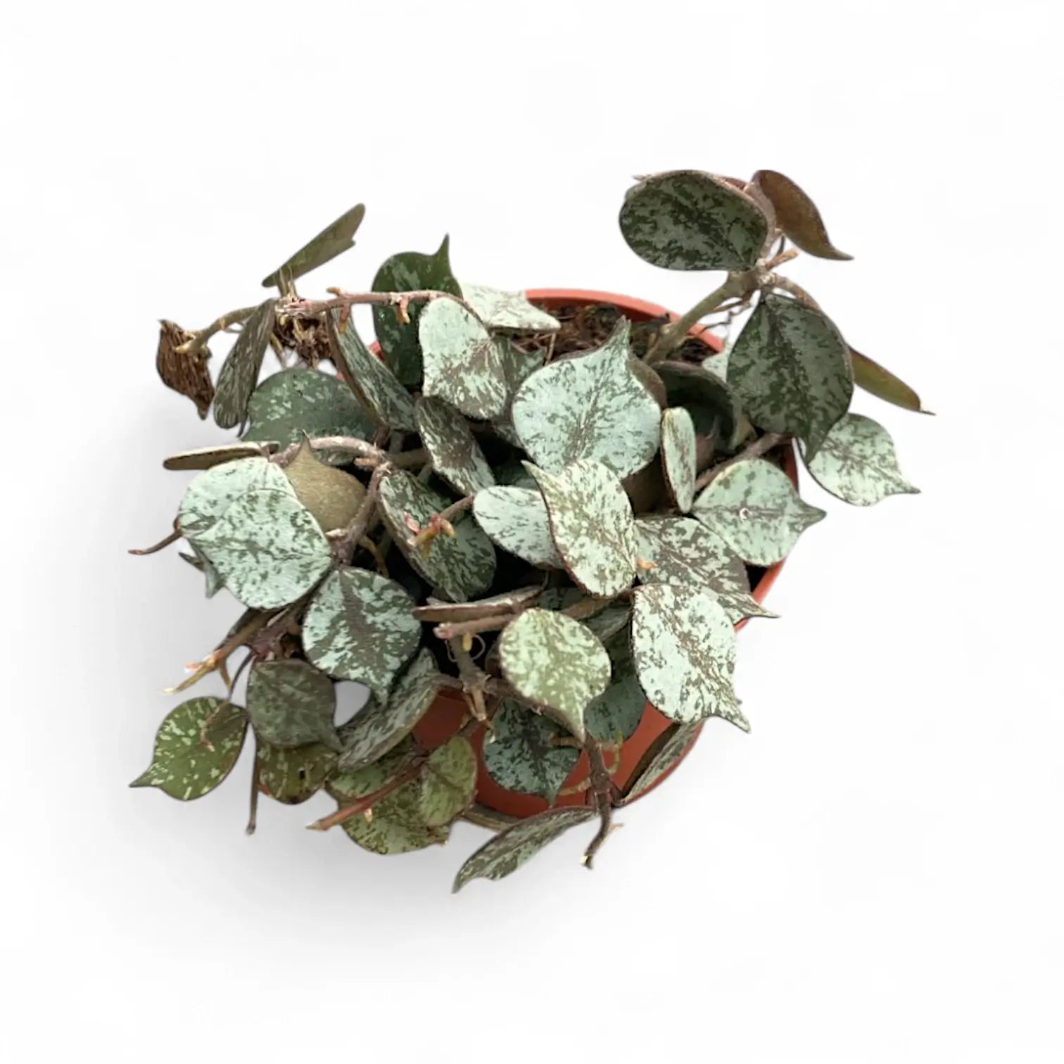 Hoya curtisii 'Silver' potted houseplant in nursery pot on white background, product photo 7.