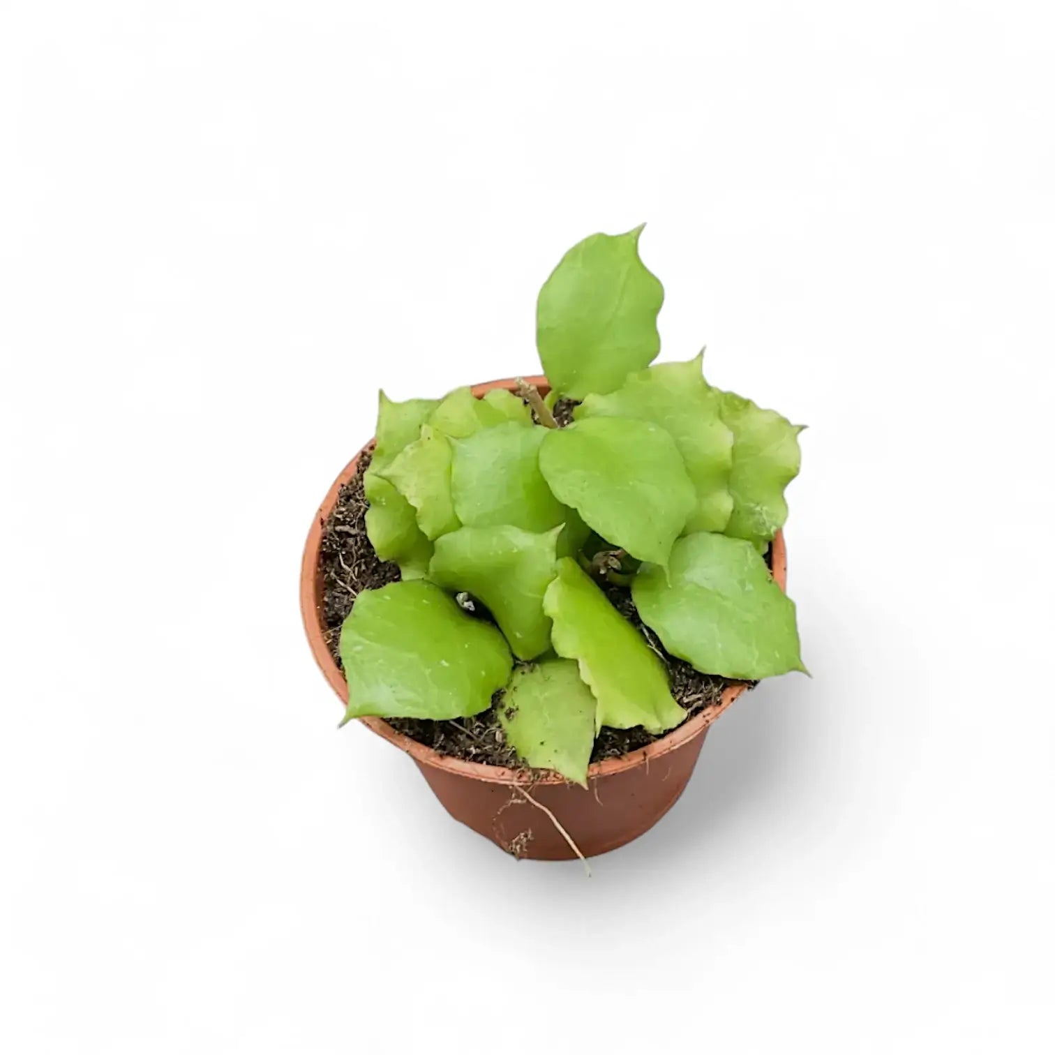 Hoya endauensis Zimmerpflanze im Anzuchttopf vor weißem Hintergrund, Produktfoto 3.