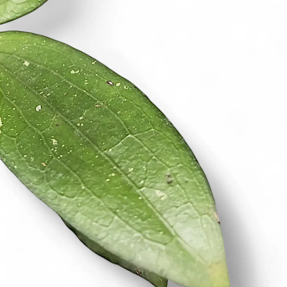 Hoya erythrina – Blattdetail vor weißem Hintergrund..