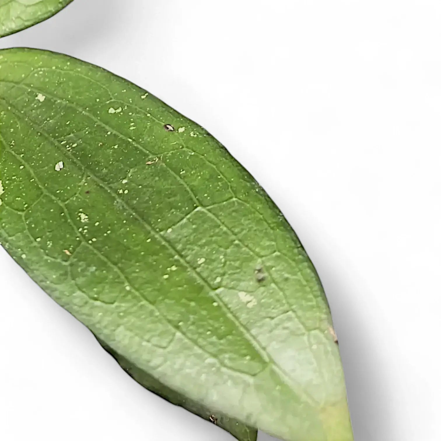 Hoya erythrina – Blattdetail vor weißem Hintergrund..