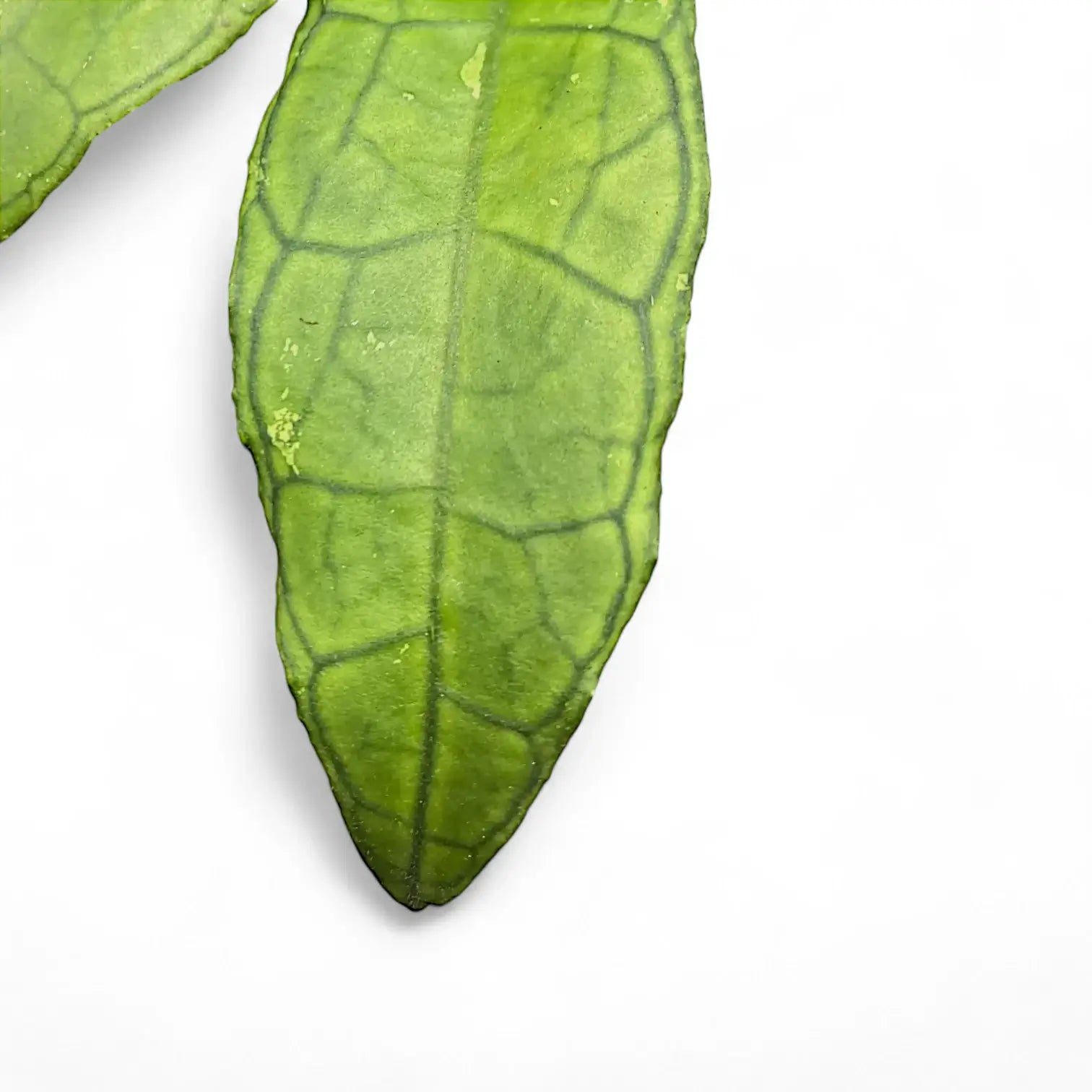 Hoya finlaysonii (Sukhirin) – Blattdetail vor weißem Hintergrund..