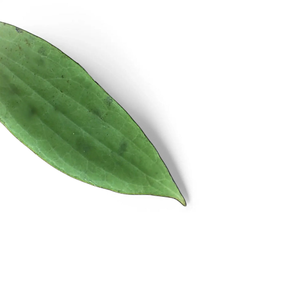 Hoya fischeriana – Blattdetail vor weißem Hintergrund..