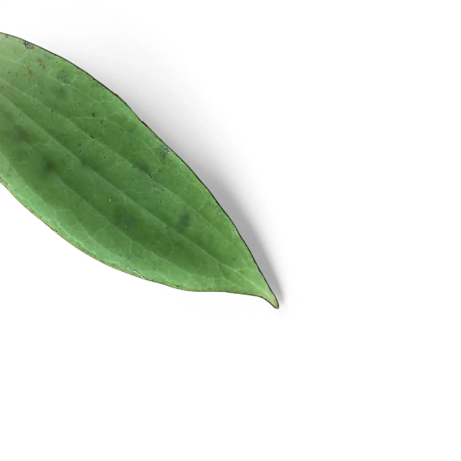 Hoya fischeriana – Blattdetail vor weißem Hintergrund..