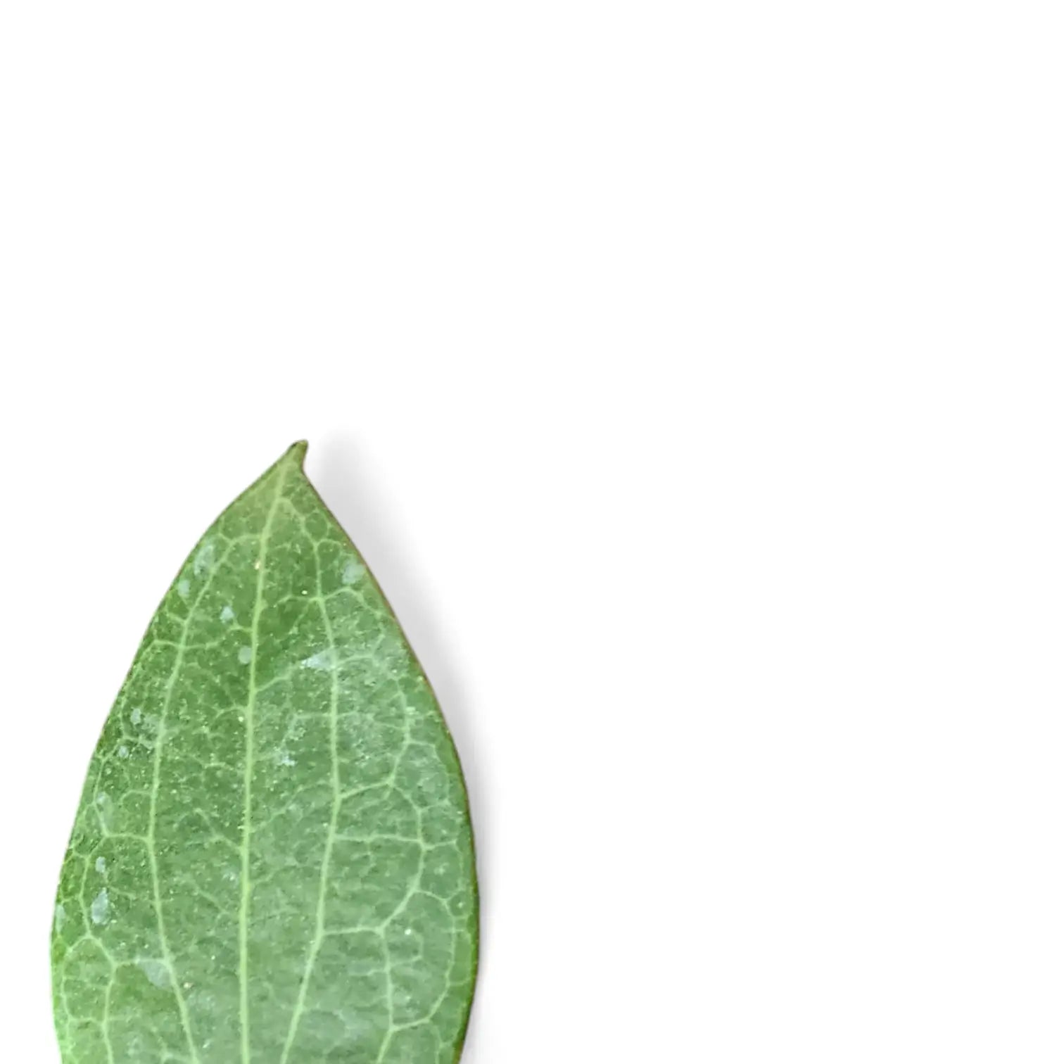 Hoya fitchii leaf close-up on white background.