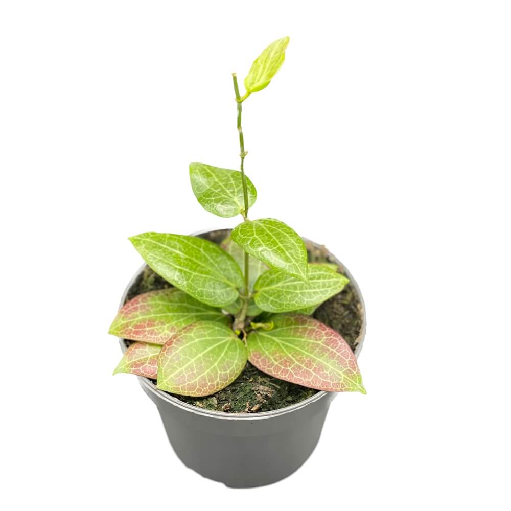 Hoya fitchii potted houseplant in nursery pot on white background, product photo 7.