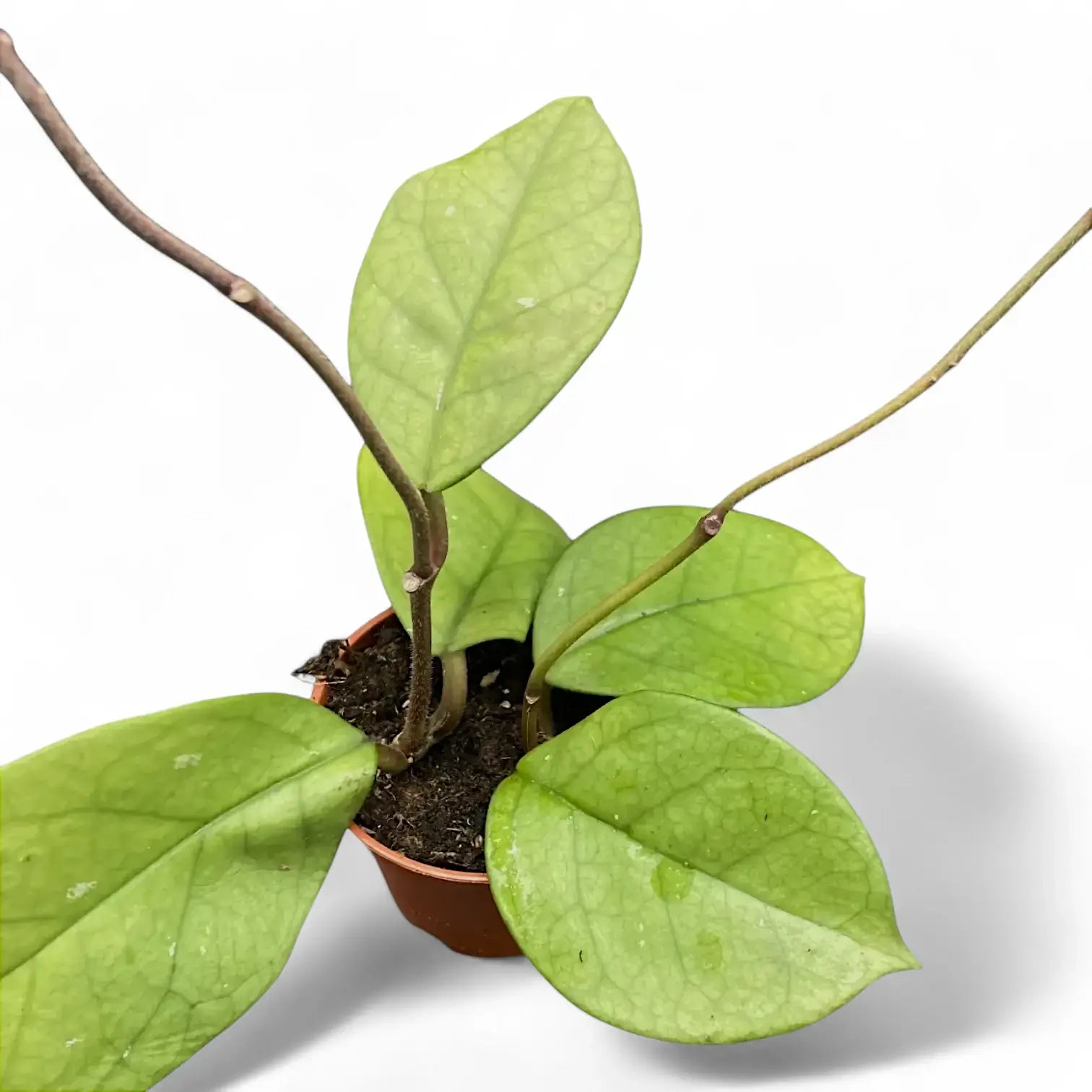 Hoya fungii Zimmerpflanze im Anzuchttopf vor weißem Hintergrund, Produktfoto 3.