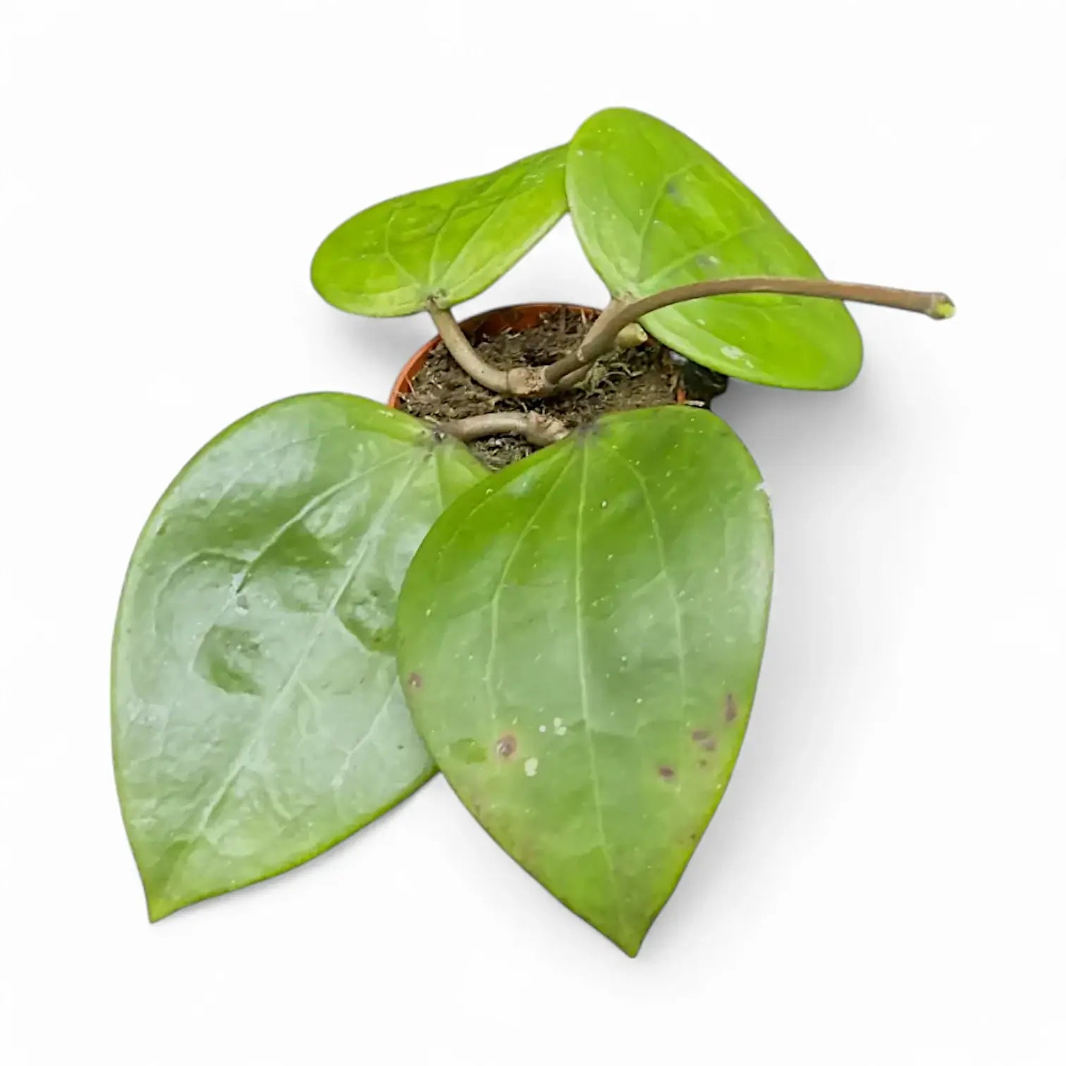 Hoya glabra 'Black Margin' Zimmerpflanze im Anzuchttopf vor weißem Hintergrund, Produktfoto 4.