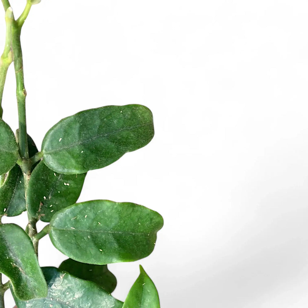 Hoya globulosa (villosa) 'Long Leaf' – Blattdetail vor weißem Hintergrund..