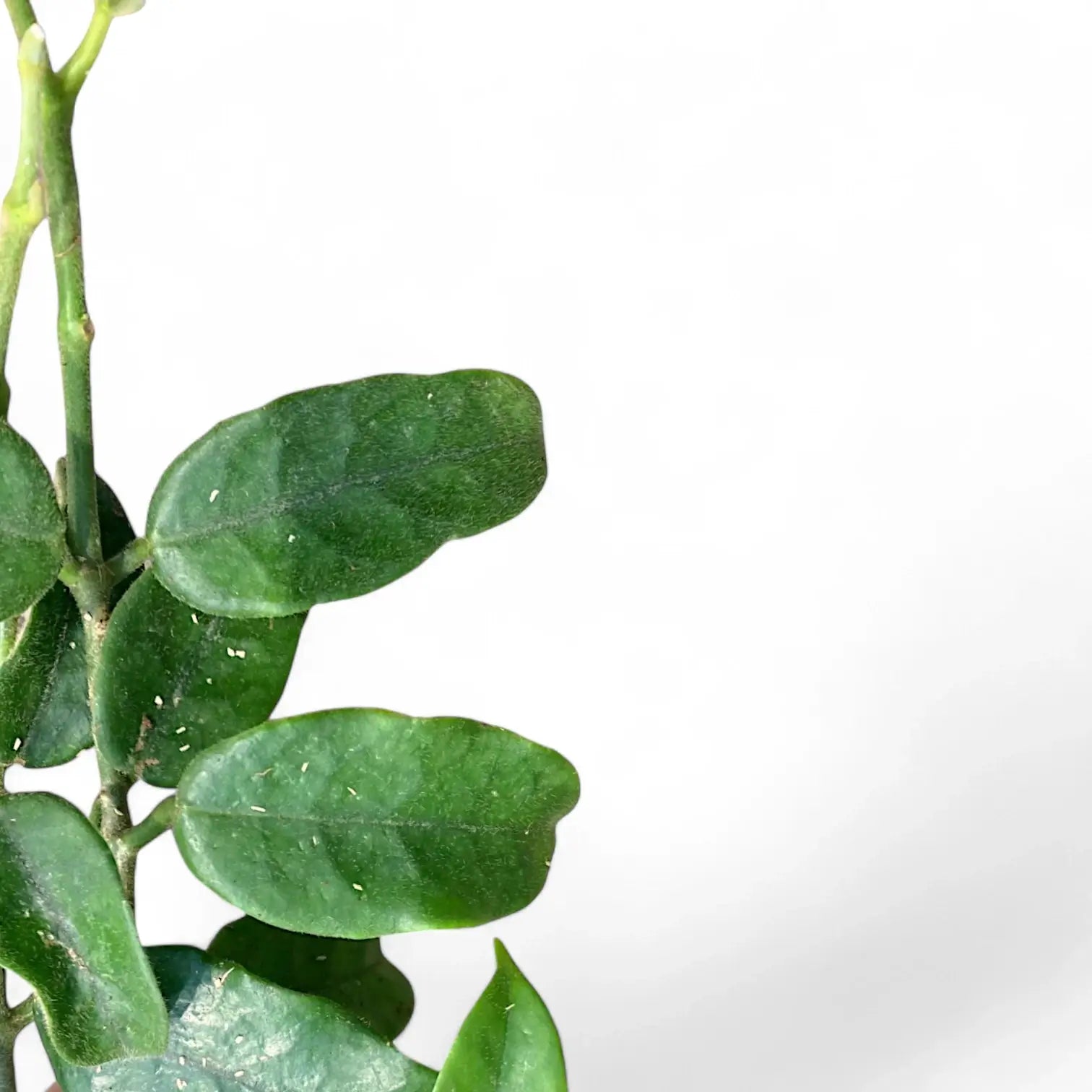 Hoya globulosa (villosa) 'Long Leaf' – Blattdetail vor weißem Hintergrund..