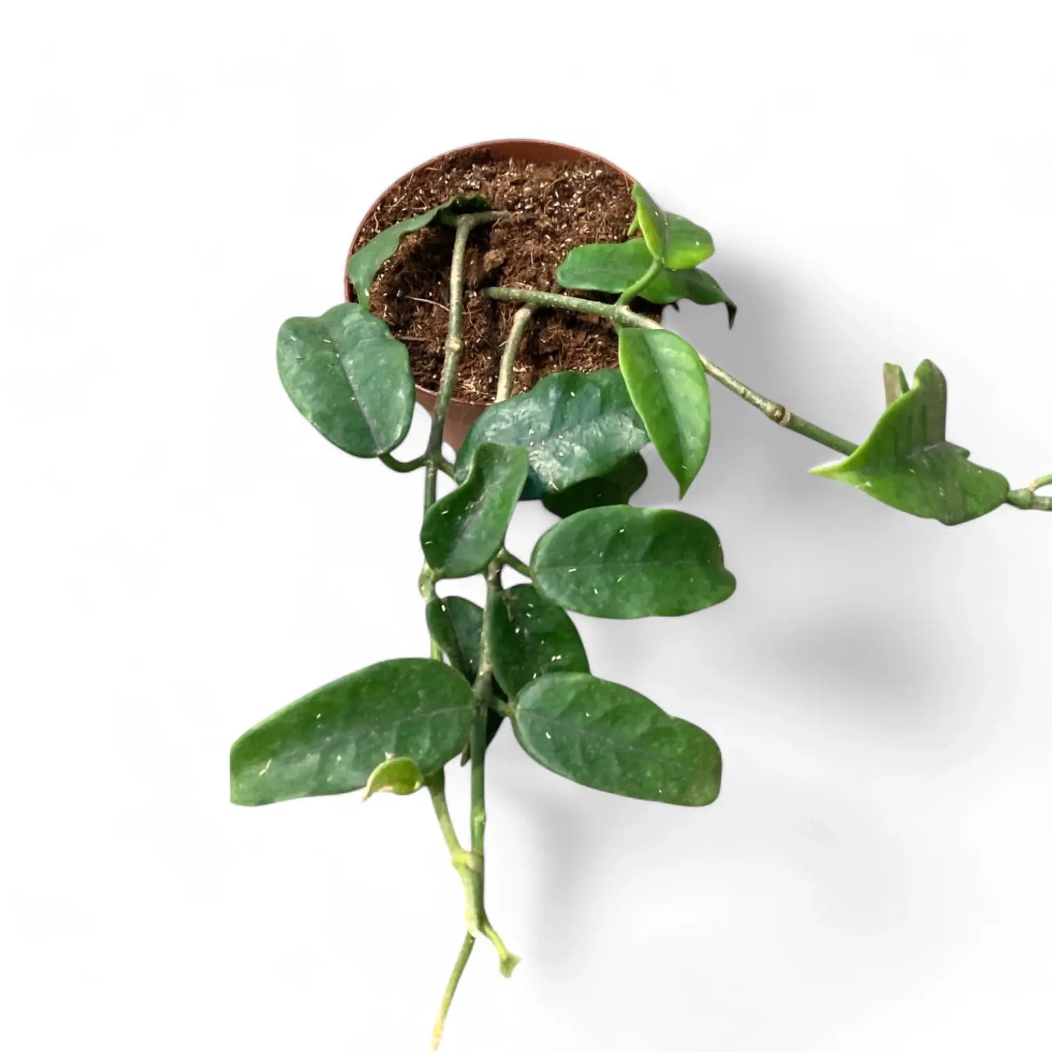 Hoya globulosa (villosa) 'Long Leaf' Zimmerpflanze im Anzuchttopf vor weißem Hintergrund, Produktfoto 2.