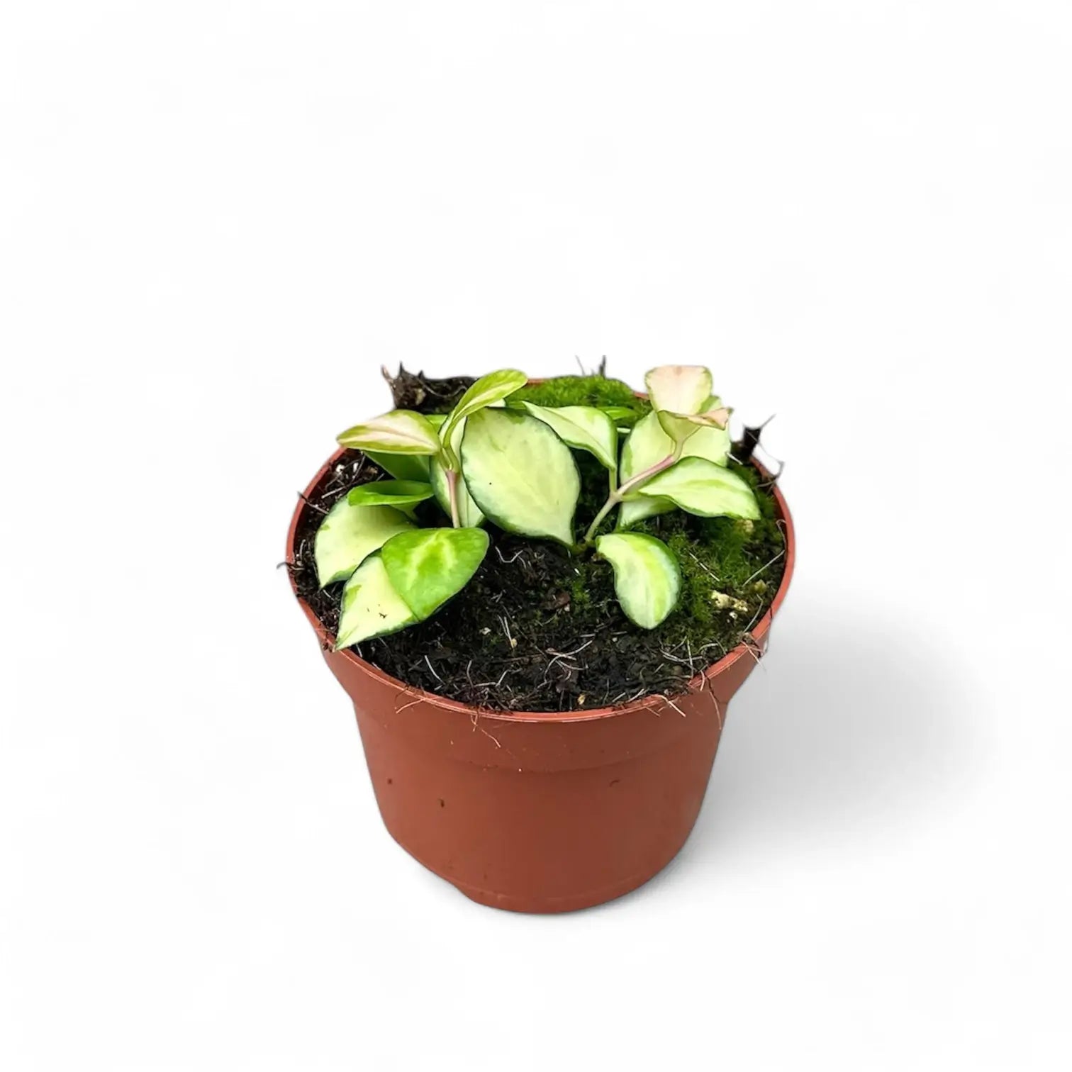 Hoya heuschkeliana variegata Zimmerpflanze im Anzuchttopf vor weißem Hintergrund, Produktfoto 5.