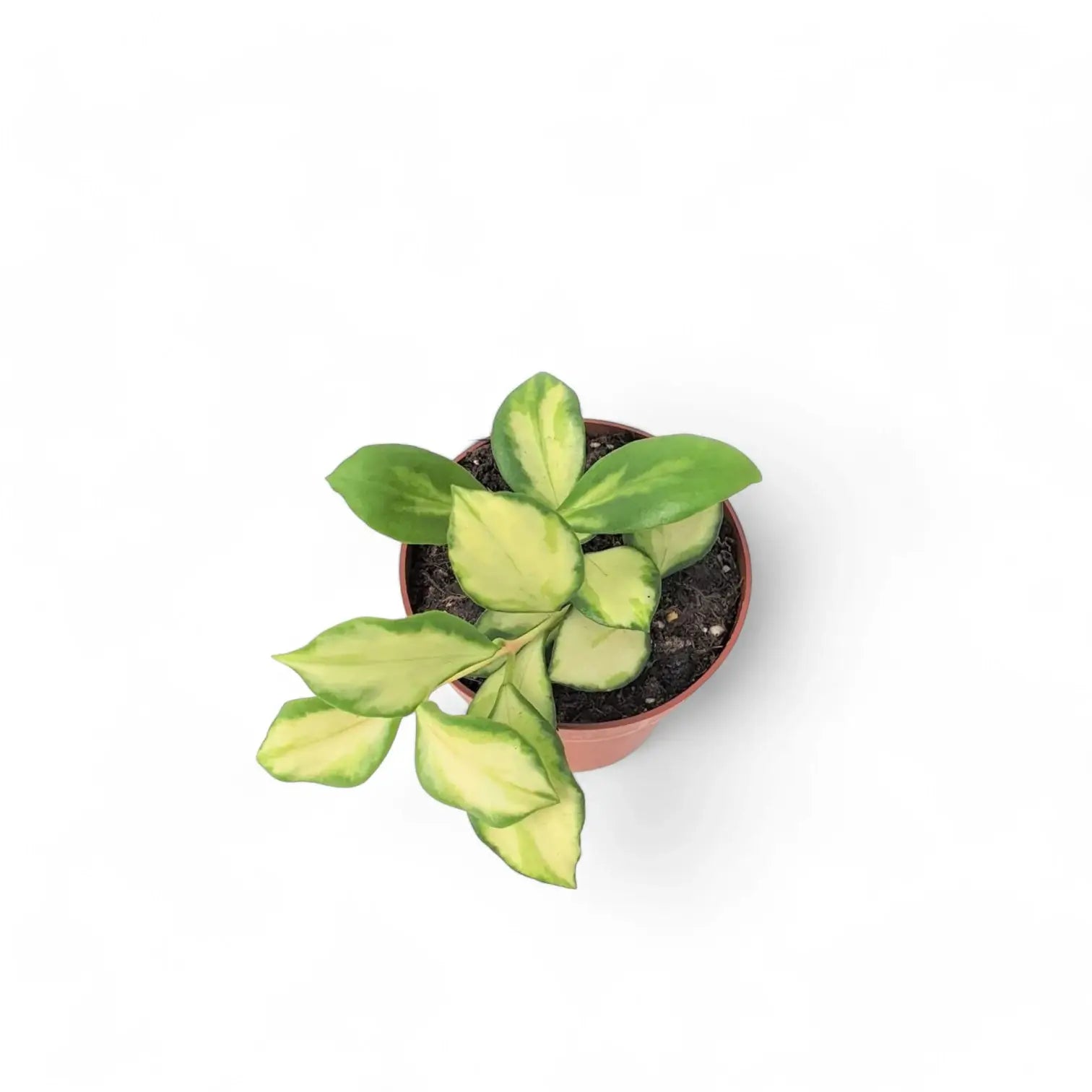 Hoya heuschkeliana variegata Zimmerpflanze im Anzuchttopf vor weißem Hintergrund, Produktfoto 8.