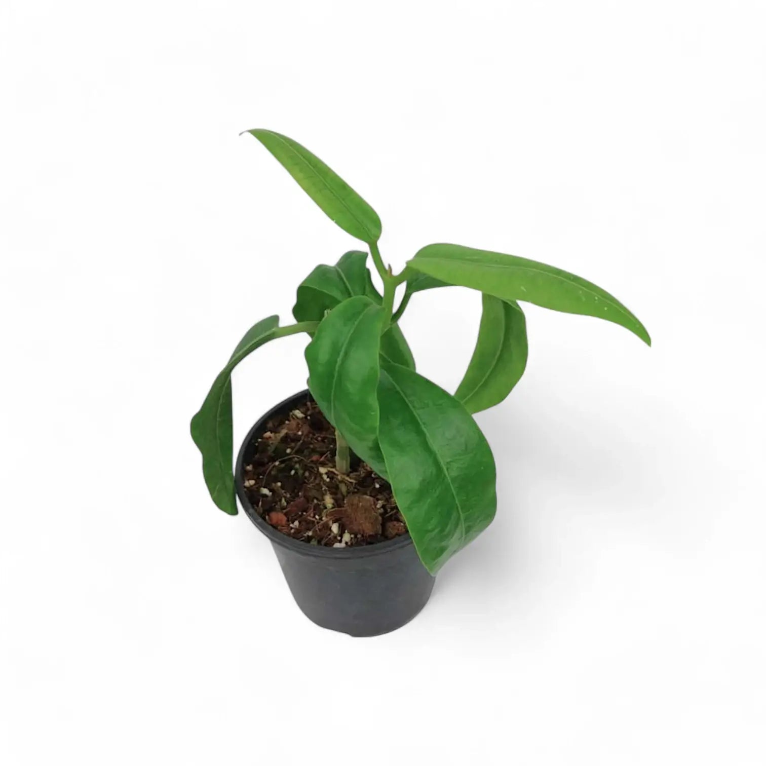 Hoya imperialis 'Red' Zimmerpflanze im Anzuchttopf vor weißem Hintergrund, Produktfoto 3.