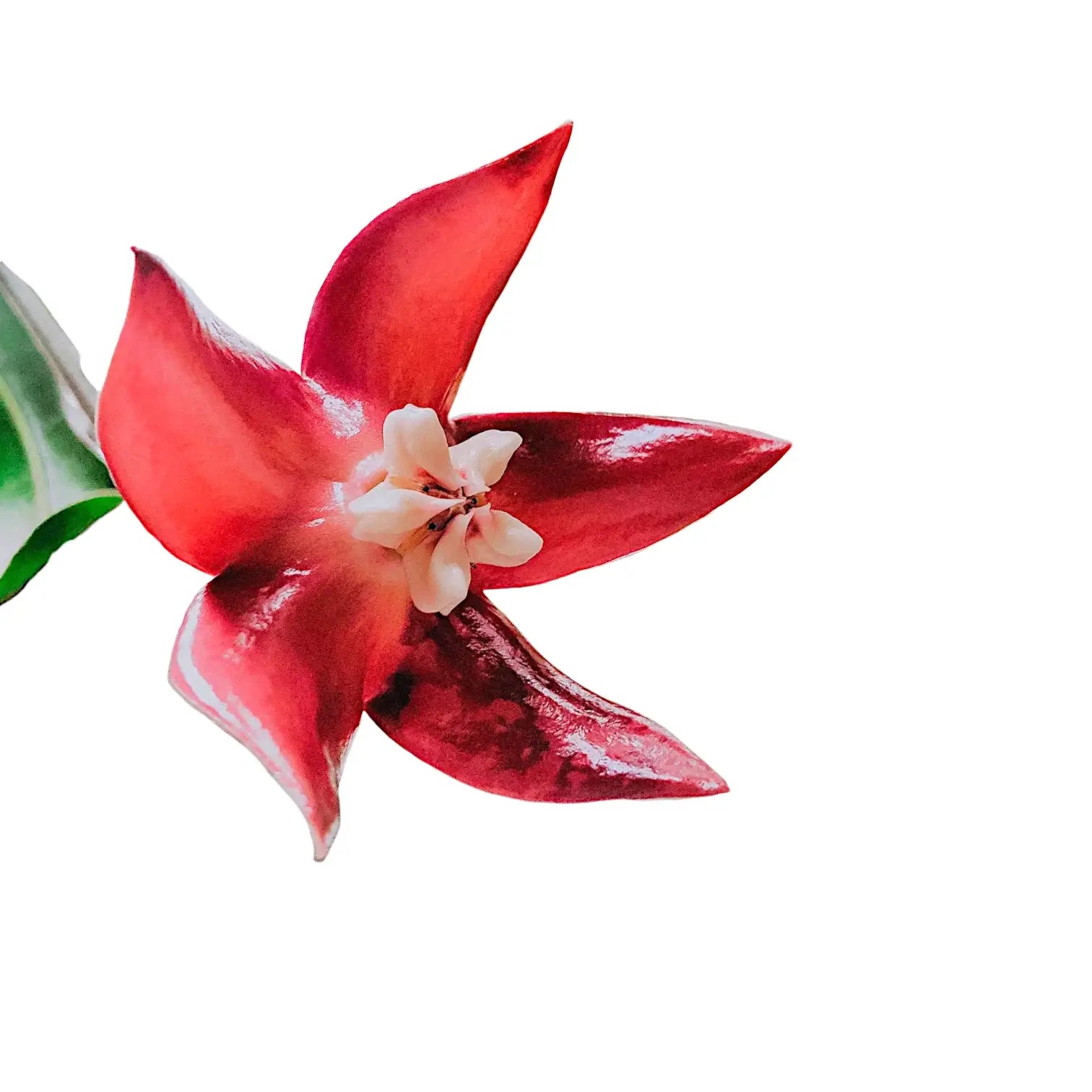 Hoya imperialis 'Red' Zimmerpflanze im Anzuchttopf vor weißem Hintergrund, Produktfoto 4.