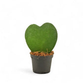 Hoya kerrii potted houseplant in nursery pot on white background.