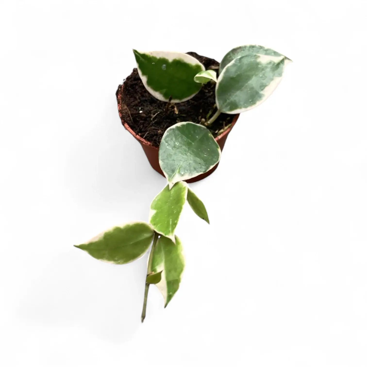 Hoya lacunosa 'Asami' Zimmerpflanze im Anzuchttopf vor weißem Hintergrund, Produktfoto 3.