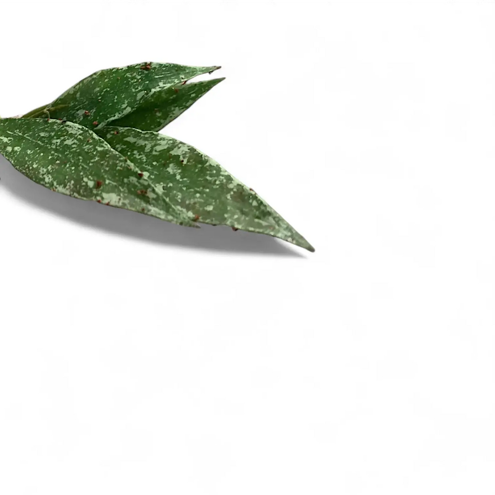 Hoya lacunosa 'Laos' – Blattdetail vor weißem Hintergrund..