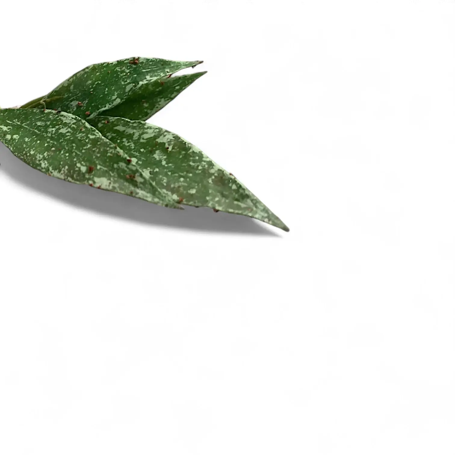 Hoya lacunosa 'Laos' – Blattdetail vor weißem Hintergrund..