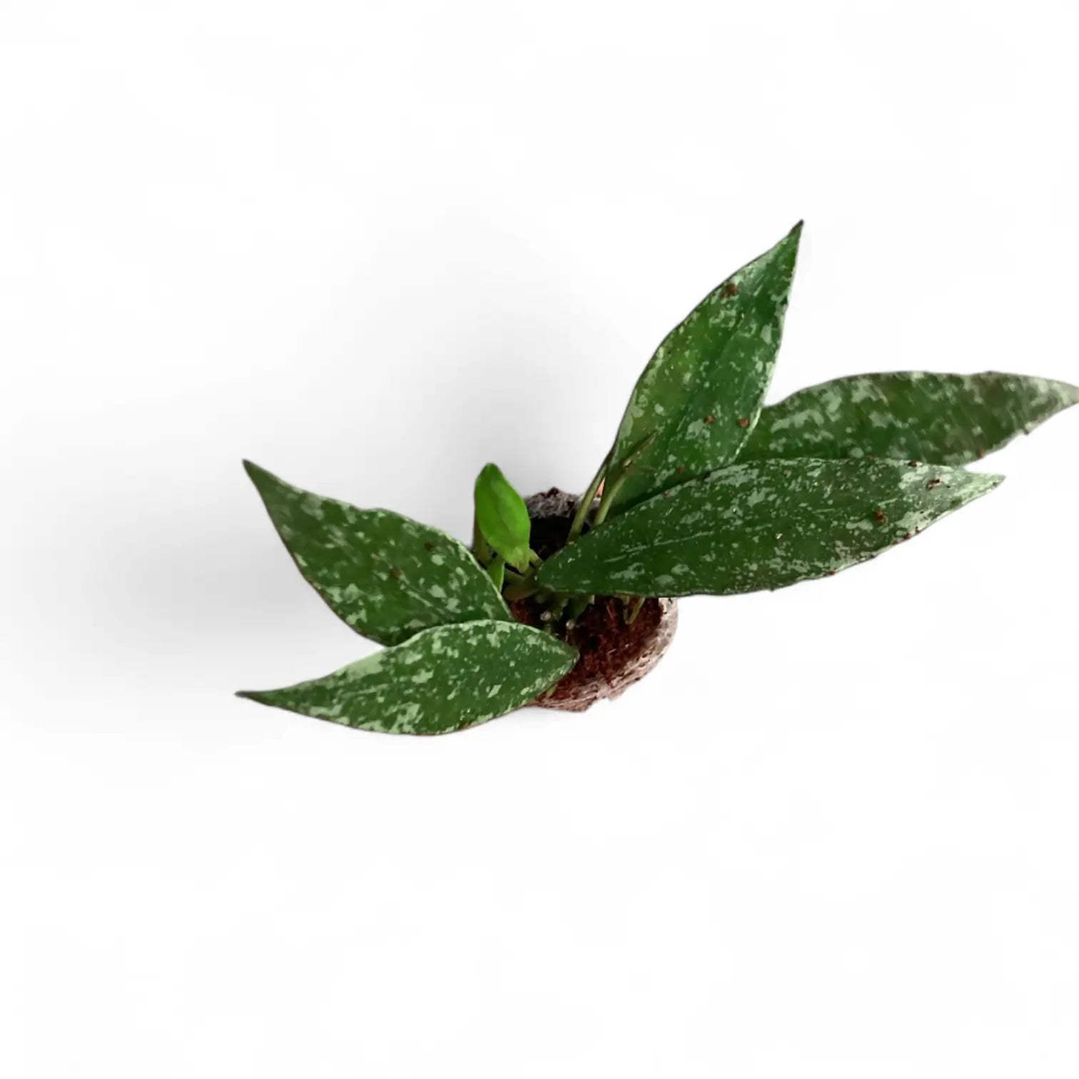 Hoya lacunosa 'Laos' Zimmerpflanze im Anzuchttopf vor weißem Hintergrund, Produktfoto 2.