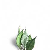 Hoya lacunosa 'Mint' leaf close-up on white background.