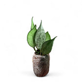 Hoya lacunosa 'Mint' potted houseplant in nursery pot on white background, product photo 3.