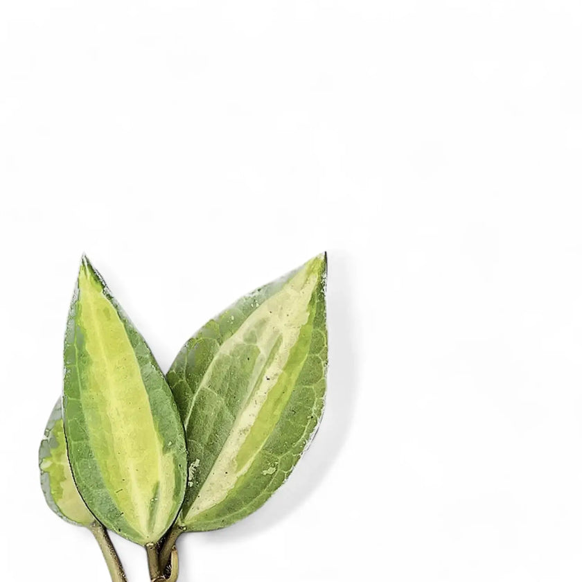 Hoya latifolia 'Blumentopf of Gold' – Blattdetail vor weißem Hintergrund..