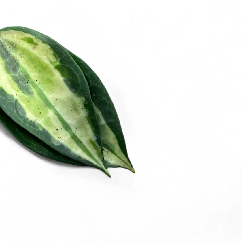 Hoya latifolia 'Blumentopf of Gold' Zimmerpflanze im Anzuchttopf vor weißem Hintergrund, Produktfoto 2.