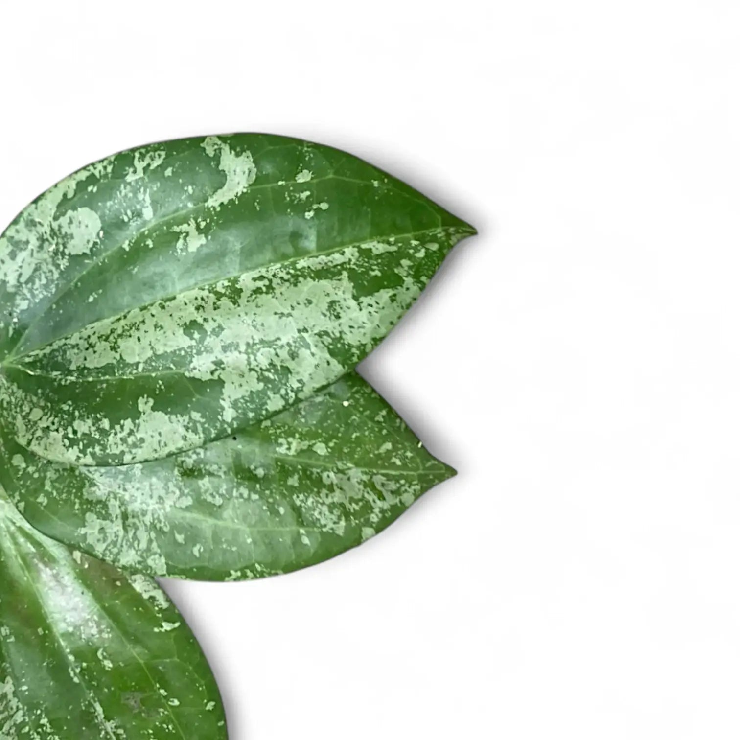 Hoya latifolia sp. Indonesia 'Silver Splash' – Blattdetail vor weißem Hintergrund..