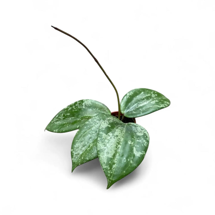 Hoya latifolia sp. Indonesia 'Silver Splash' Zimmerpflanze im Anzuchttopf vor weißem Hintergrund, Produktfoto 2.