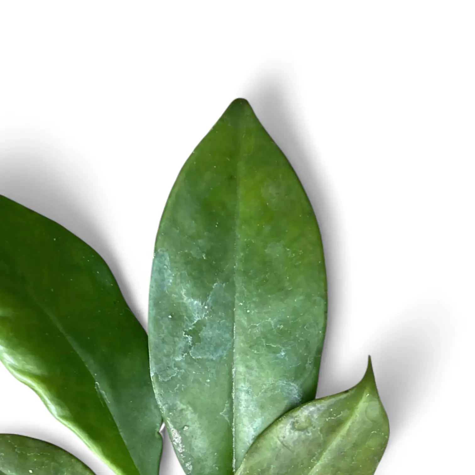 Hoya maingayi leaf close-up on white background.