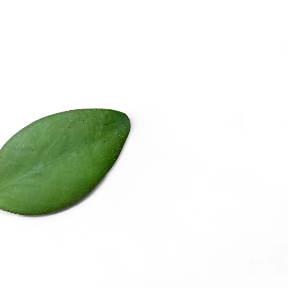 Hoya minahassae – Blattdetail vor weißem Hintergrund..