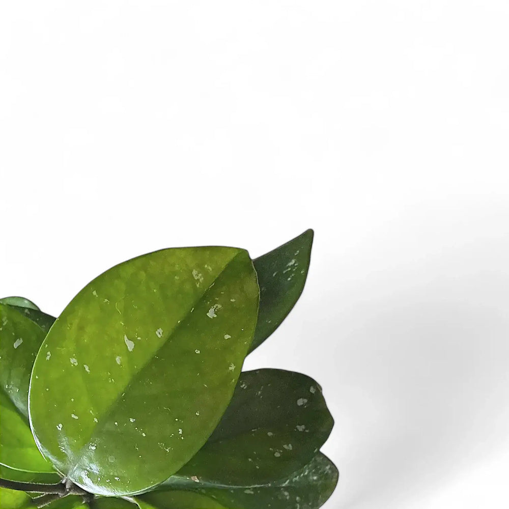 Hoya motoskei – Blattdetail vor weißem Hintergrund..