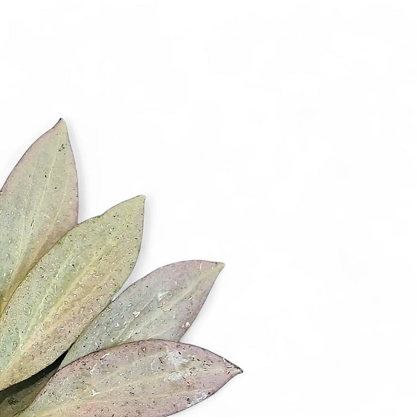 Hoya nicholsoniae 'New Guinea Ghost' – Blattdetail vor weißem Hintergrund..