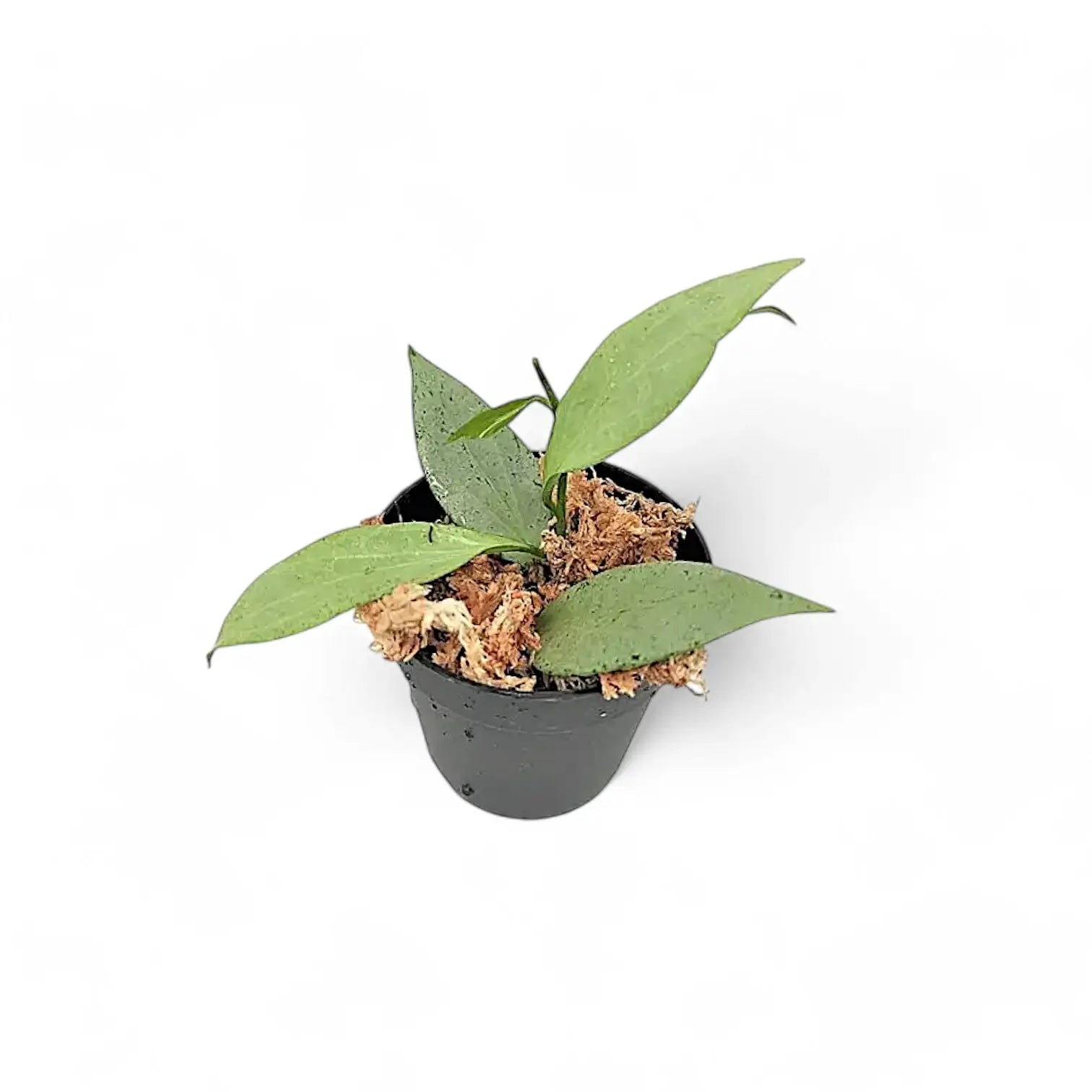 Hoya nicholsoniae 'New Guinea Ghost' potted houseplant in nursery pot on white background, product photo 2.