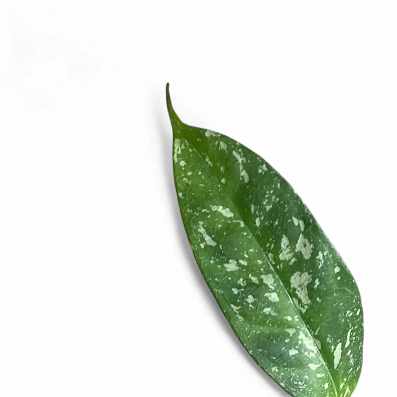 Hoya occultata 'Splash' – Blattdetail vor weißem Hintergrund..