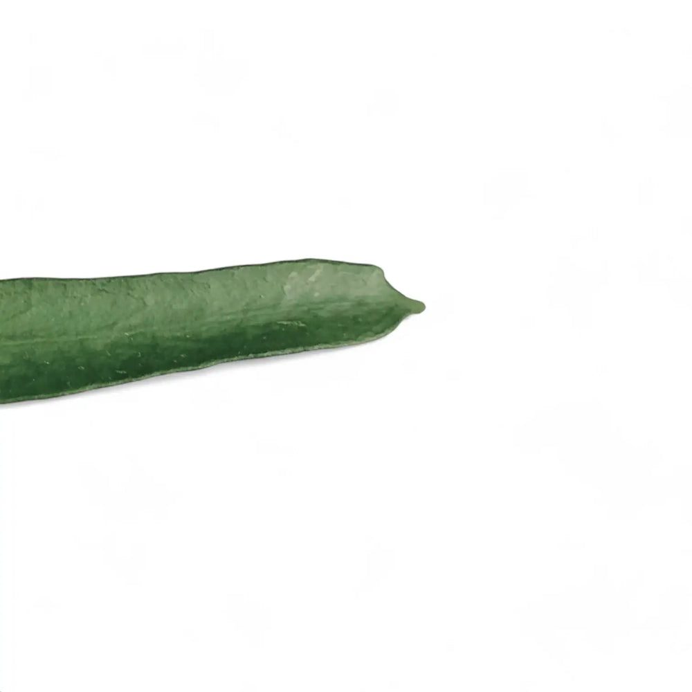 Hoya pundurata – Blattdetail vor weißem Hintergrund..